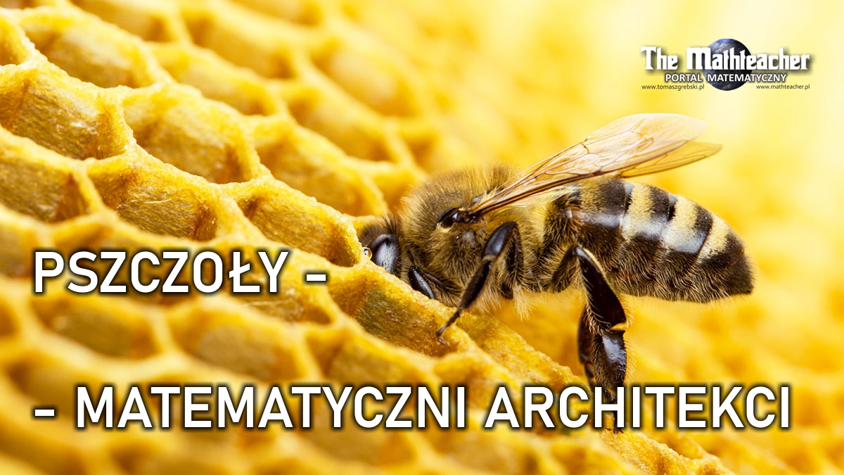 Pszczoły – zoptymalizowani architekci przestrzeni